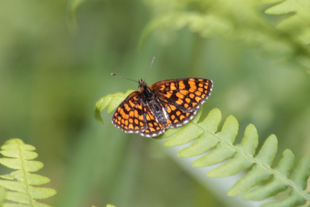 Melitaea athalia? Melitaea athalia o Melitaea celadussa